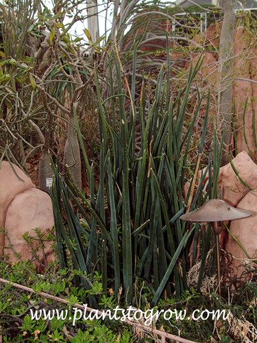 Sansevieria cylindrica